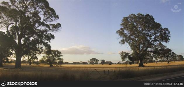 Panoramic view. Australian Landscape. Sunset.