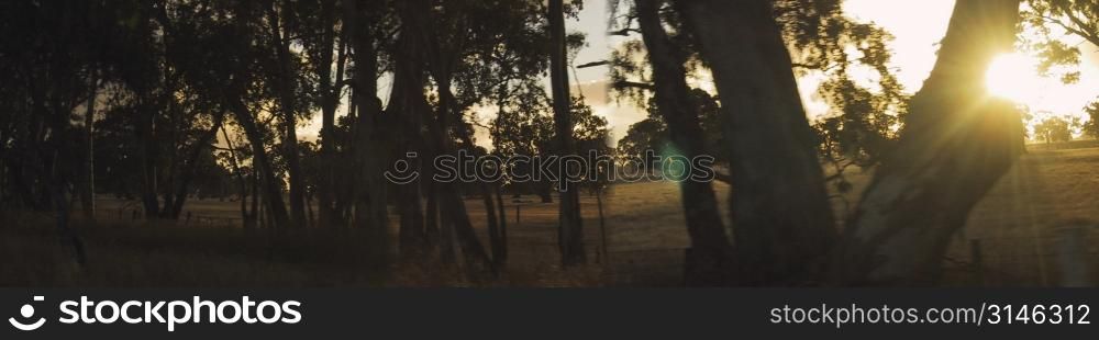 Panoramic view. Australian Landscape. Sunset.