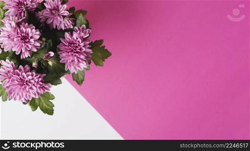 panoramic view chrysanthemum flower bouquet white pink background