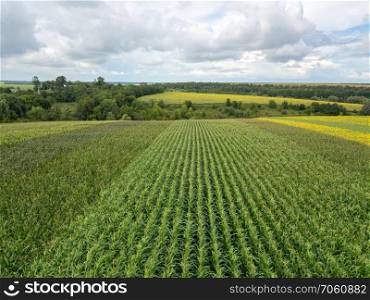 Panoramic view from drone above the corn agricultural field at summer day against the cloudy sky. Texture of plant background.. An endless field with corn on the background of a rural landscape and a blue cloudy sky on a summer day.