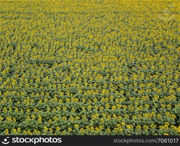 Panoramic view from drone to beautiful yellow field with sunflowers at summer sunny day. Natural flowering background. Top view.. Bird’s eye view from drone to agricultured field of blooming sunflowers at summer sunset.