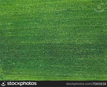 Panoramic view from drone to natural green field with organic crops at summer sunset. Top view. Texture of plant background. Green field, sown with natural ecological crops from a bird’s eye view from a flying drone.