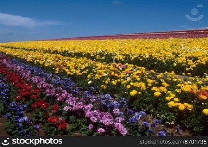 Panoramic view of a meadow of flowers