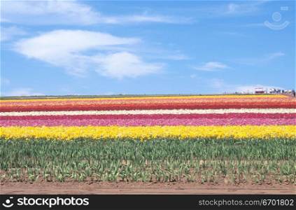 Panoramic view of a meadow of flowers