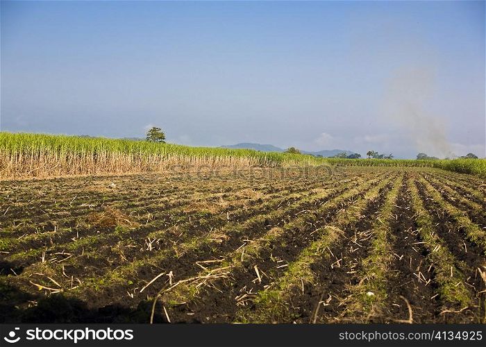 Panoramic view of a plowed field, Tamasopo, San Luis Potosi, Mexico