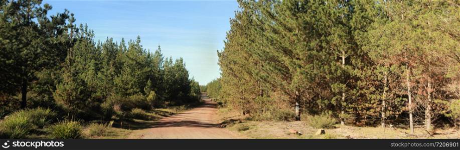 panoramic view of a red dirt road leading off into an old timber plantation forest land in rural Victoria, Australia