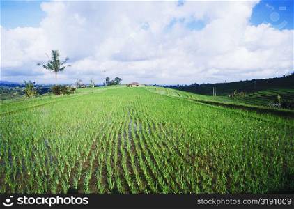 Panoramic view of a rice paddy field, Bali, Indonesia