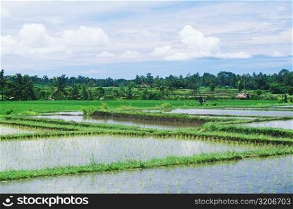 Panoramic view of a rice paddy field, Bali, Indonesia