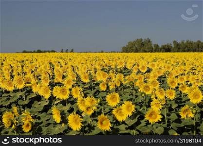 Panoramic view of a sunflower field