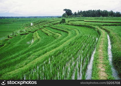 Panoramic view of a terraced field, Bali, Indonesia