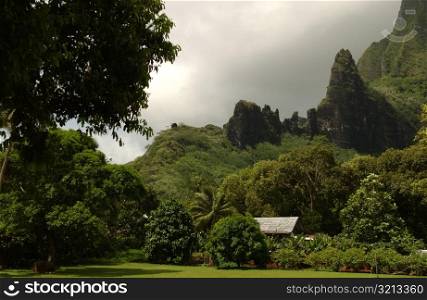 Panoramic view of a tropical forest near the sea, Moorea, Tahiti, French Polynesia, South Pacific