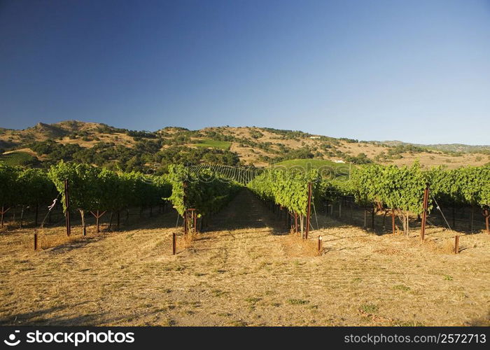 Panoramic view of a vineyard