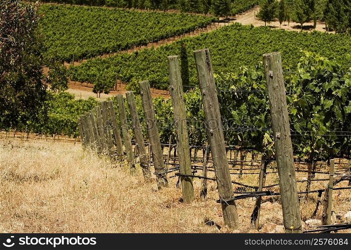 Panoramic view of a vineyard, Napa Valley, California, USA