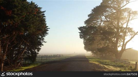 panoramic view of an old farm road leading of into the distance on a foggy cold morning with the sun shining through the trees at a rural Victorian farm, Australia