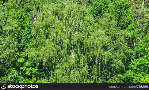 panoramic view of deciduous green forest in sunny summer day