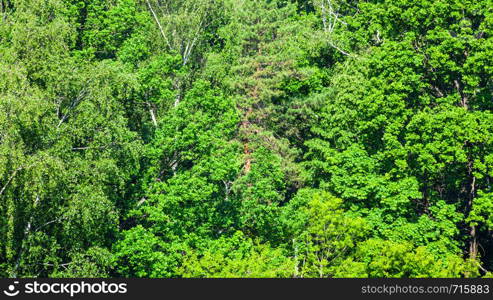 panoramic view of dense green forest in sunny summer day