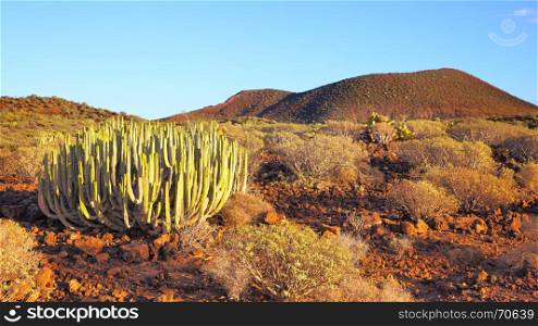 Panoramic view of desert with cacti at sundown on Tenerife, Canary Islands.