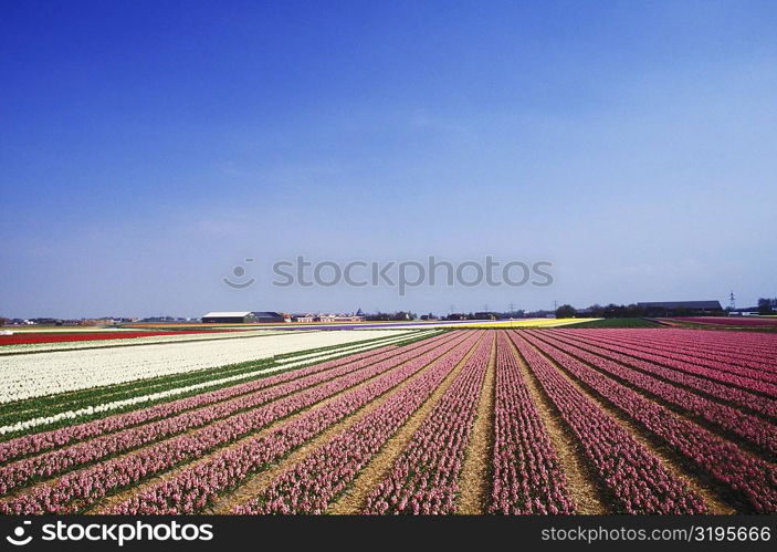 Panoramic view of flowers in a field, Amsterdam, Netherlands