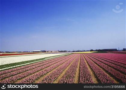 Panoramic view of flowers in a field, Amsterdam, Netherlands