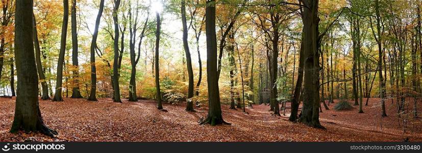 panoramic view of forest floor full of leaves in autumn time