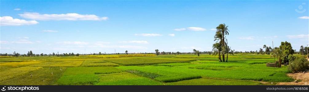 Panoramic view of green agricultural fields in Luxor. Fields of Luxor