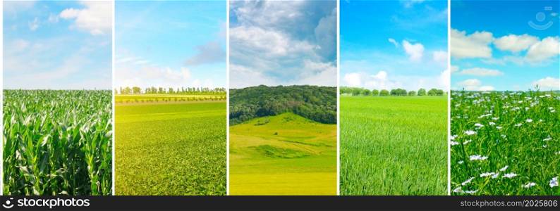 Panoramic view of green field and blue sky with light clouds. Collage.Wide photo.