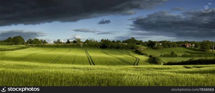 Panoramic view of green wheat growing in a field with a rain cloud overhead in The Chiltern Hills,England