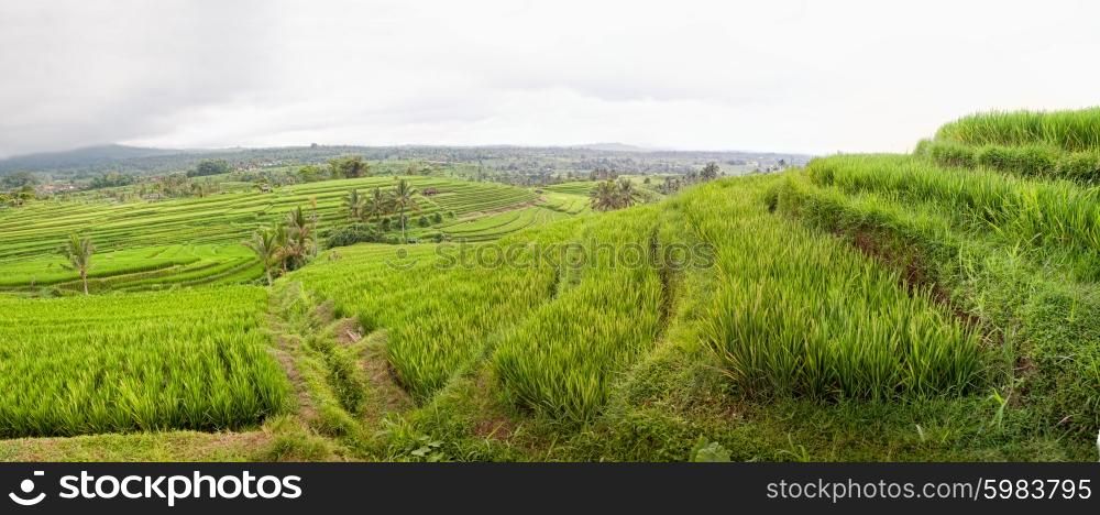 panoramic view of Jatiluwih rice field terraces, Bali, Indonesia