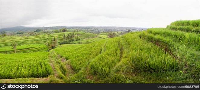 panoramic view of Jatiluwih rice field terraces, Bali, Indonesia