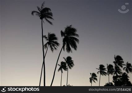 Panoramic view of palm trees, Moorea, Tahiti, French Polynesia, South Pacific
