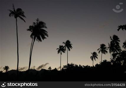 Panoramic view of palm trees, Moorea, Tahiti, French Polynesia, South Pacific
