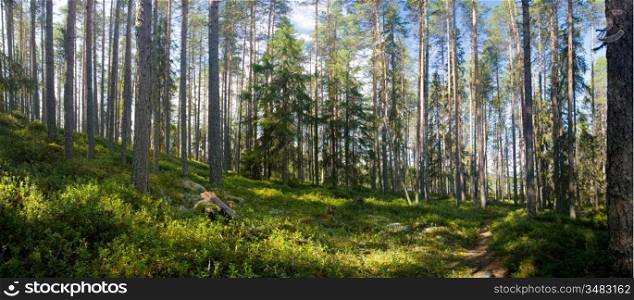 panoramic view of summer forest at Ruunaa hiking area, Finland