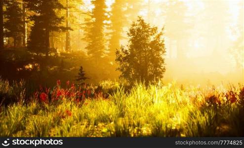 panoramic view of the majestic evergreen forest in a morning fog