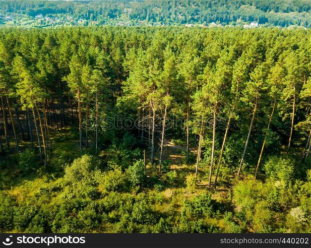 Panoramic view of the pine forest and a small village on a sunny day. Aerial view from the drone. Natural background. Aerial view from the drone of a landscape view of the coniferous forest and the village in the distance.