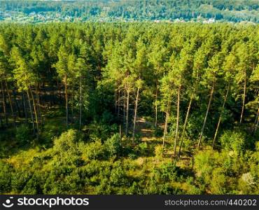 Panoramic view of the pine forest and a small village on a sunny day. Aerial view from the drone. Natural background. Aerial view from the drone of a landscape view of the coniferous forest and the village in the distance.