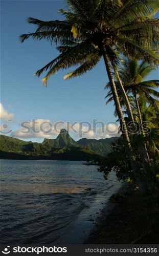 Panoramic view of the seashore, Moorea, Tahiti, French Polynesia, South Pacific