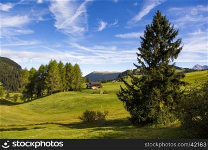 panoramic view of the Seiser Alm in a sunny day with blue sky and clouds with tree in foreground