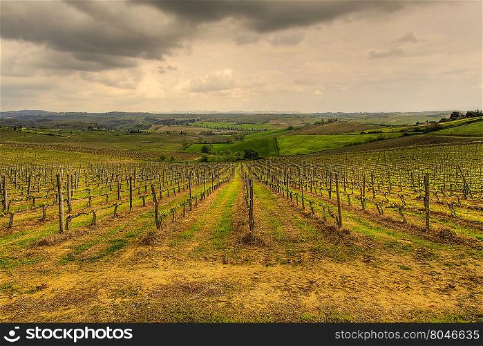 Panoramic view of the vineyards of the Tuscan hills using HDR technique. The Tuscan vineyards