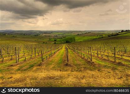 Panoramic view of the vineyards of the Tuscan hills using HDR technique. The Tuscan vineyards
