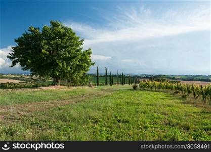 Panoramic view of vineyard and fields against a blue sky. Panoramic view of vineyard and fields