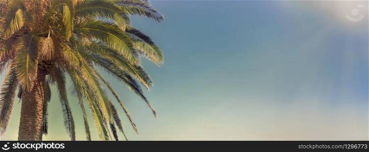 panoramic view on a palm tree in front of a sunny sky . panoramic view on a sunny sky and palm tree in fron tof the sea
