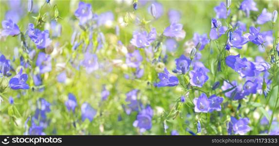 panoramic view on blue bellflowers in a maedow
