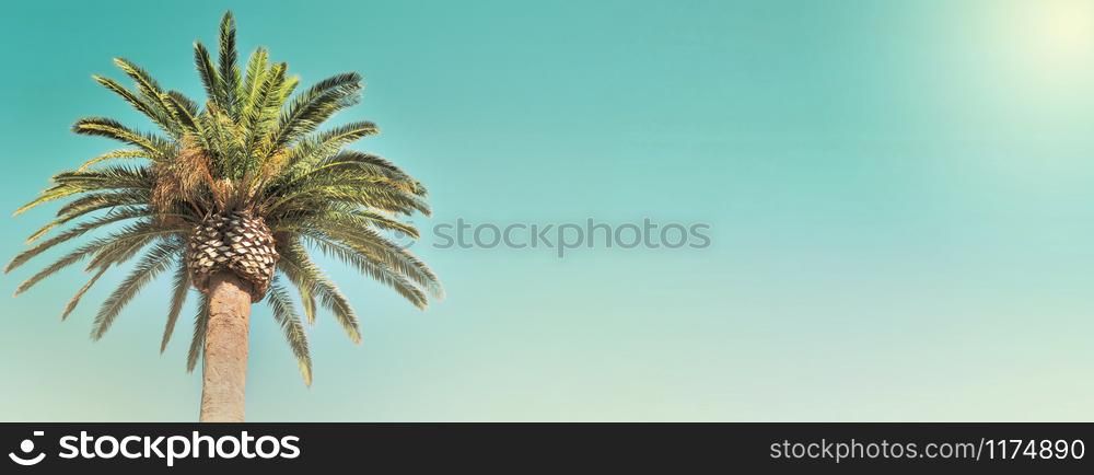 panoramic view on leaf of a palm tree in the sky