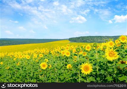 Panoramic view on sunflower field with sky.