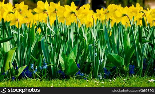 Panoramic view on White spring narcissus flowers