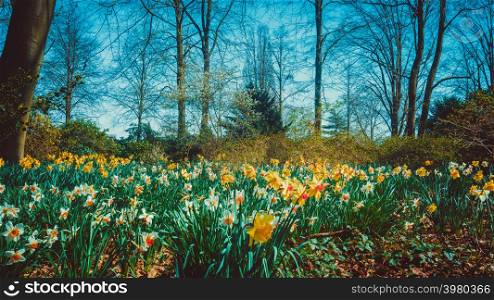 Panoramic view on White spring narcissus flowers
