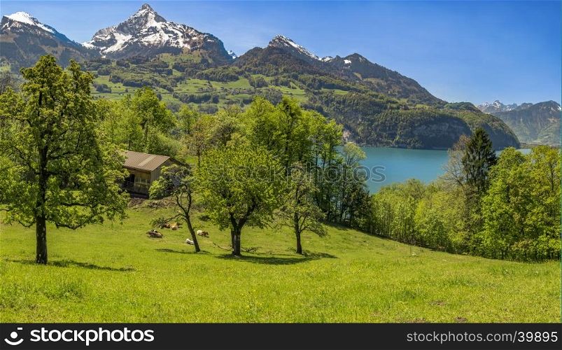 Panoramic view over a green orchard, with a rustic house and cows resting in its grass, the Walensee lake and the Alps mountains.