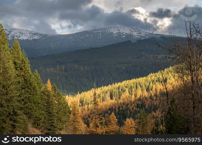 Panoramic view over the forest,  hills with fall colors in Canadian Rockies