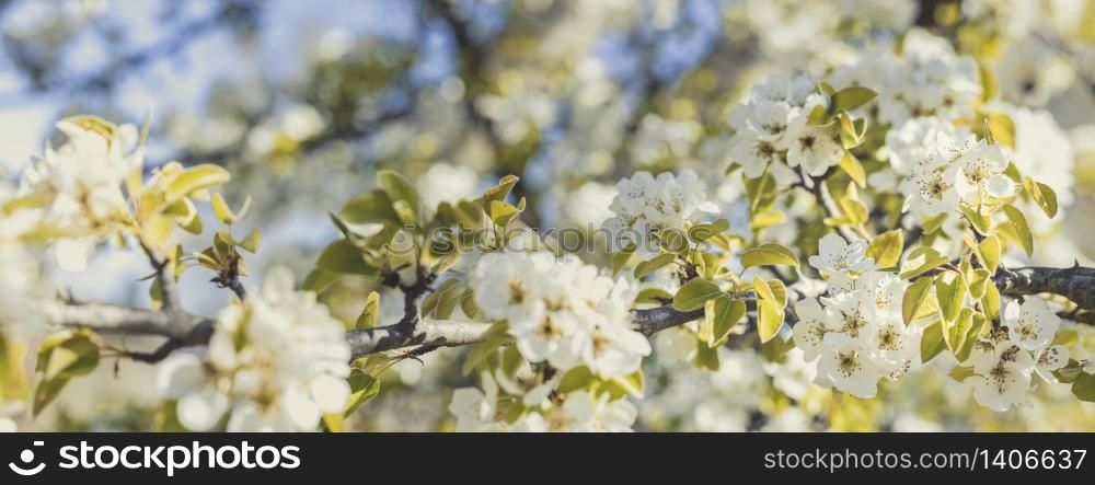 Panoramic view to blurred pear tree background with spring flowers in sunny day. Panoramic view to spring background art with white blossom, close up, shallow depths of the field