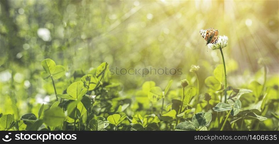 Panoramic view to spring background art with white clover blossom and fluttering butterfly. Spring day, close up, shallow depths of the field. Meadow with spring flowers in sunny day